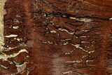 Polished Cretaceous Stromatolite Fossil - Western Australia #180055-1